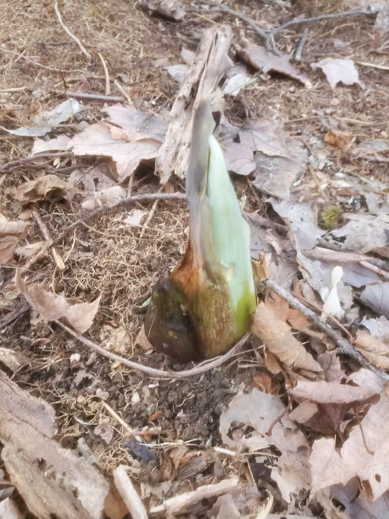 Skunk cabbage, Flower buds