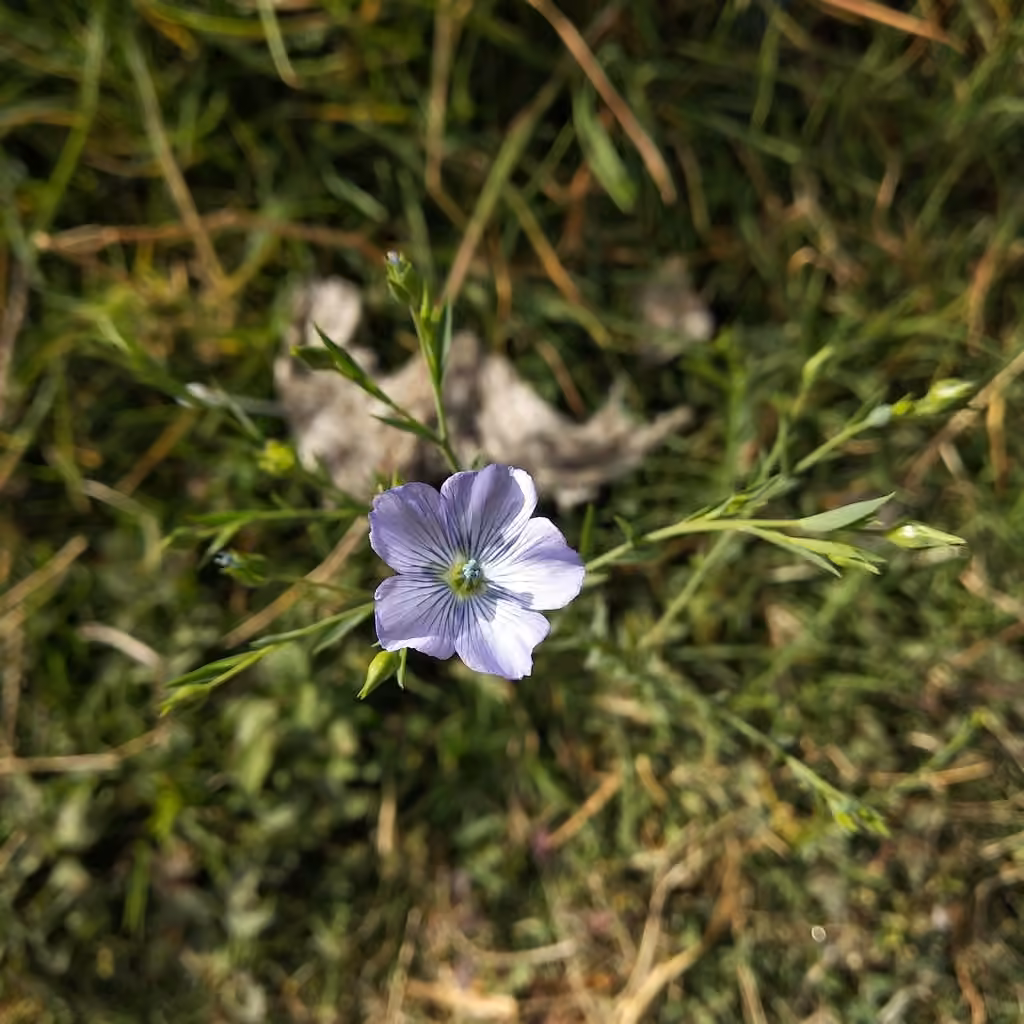 Lin cultivé, En boutons