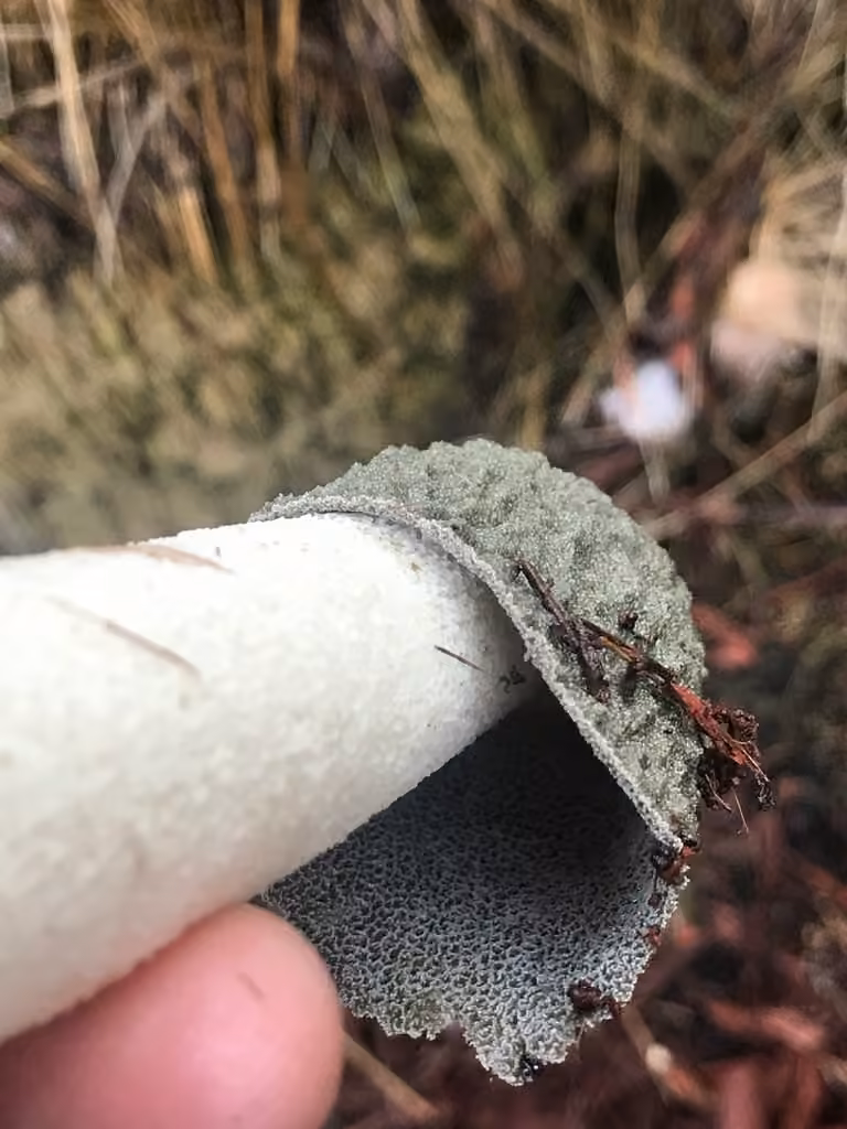 Ravenel's stinkhorn, photo 2 of 5