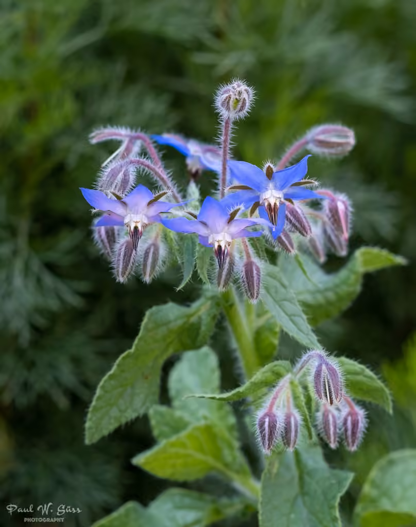 Common borage, In flower