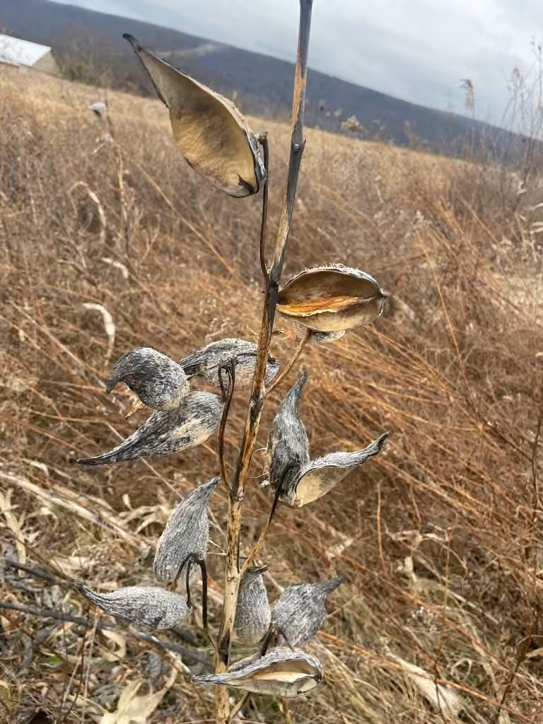Common milkweed, In fruit