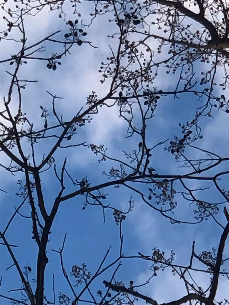 Princess tree, In fruit