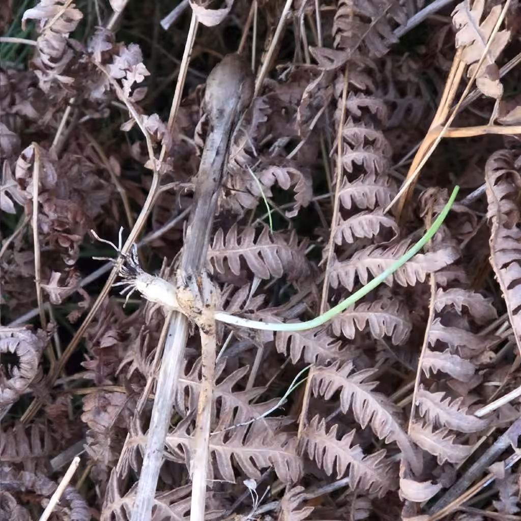 Ail des vignes, En fruits