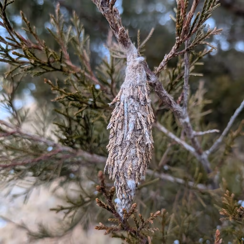 Evergreen Bagworm Moth, Pupe