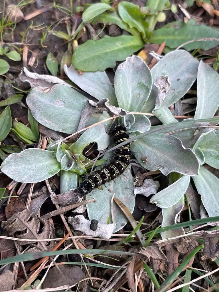 Vanesse virginiensis, Chenille