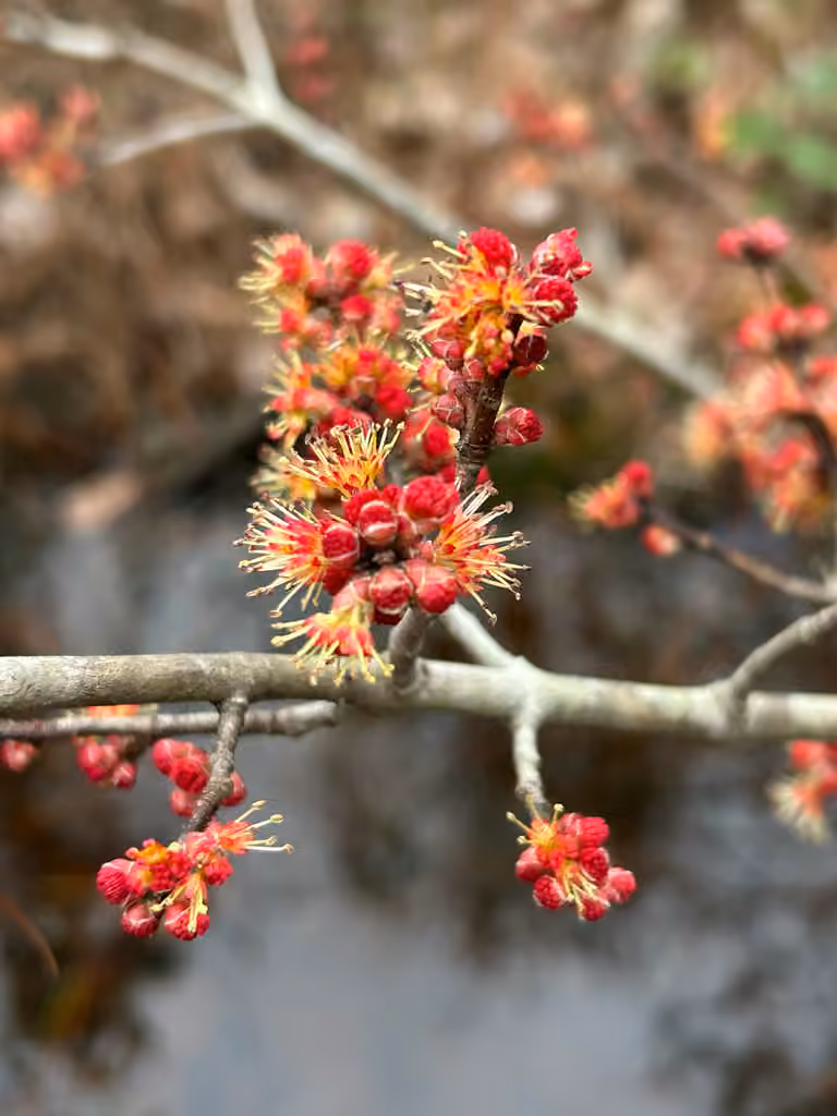 Érable rouge, En fleurs