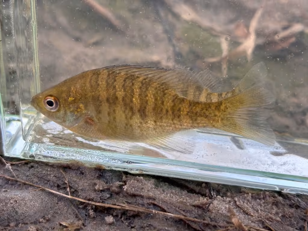 Crapet arlequin, Juvénile