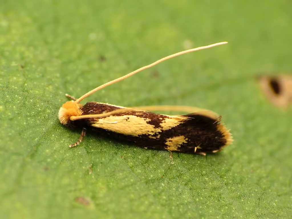 Old Gold Isocorypha Moth, photo 1 of 5