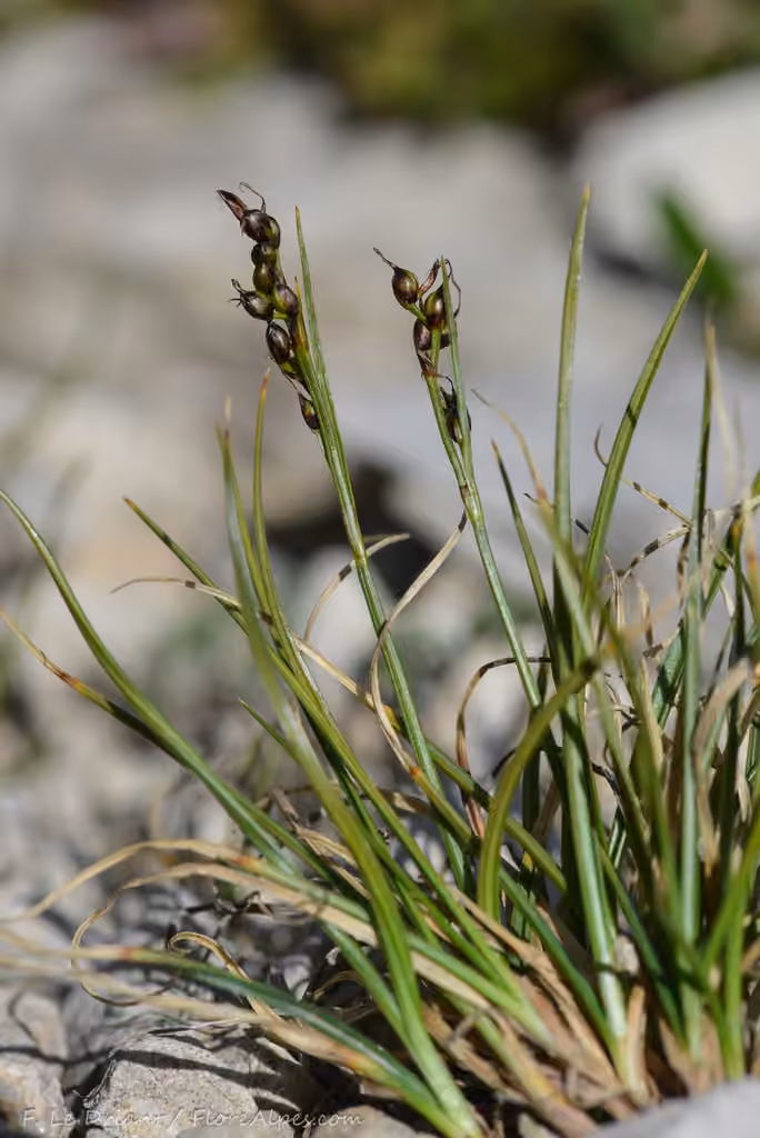 Carex des glaces, photo 1 sur 5