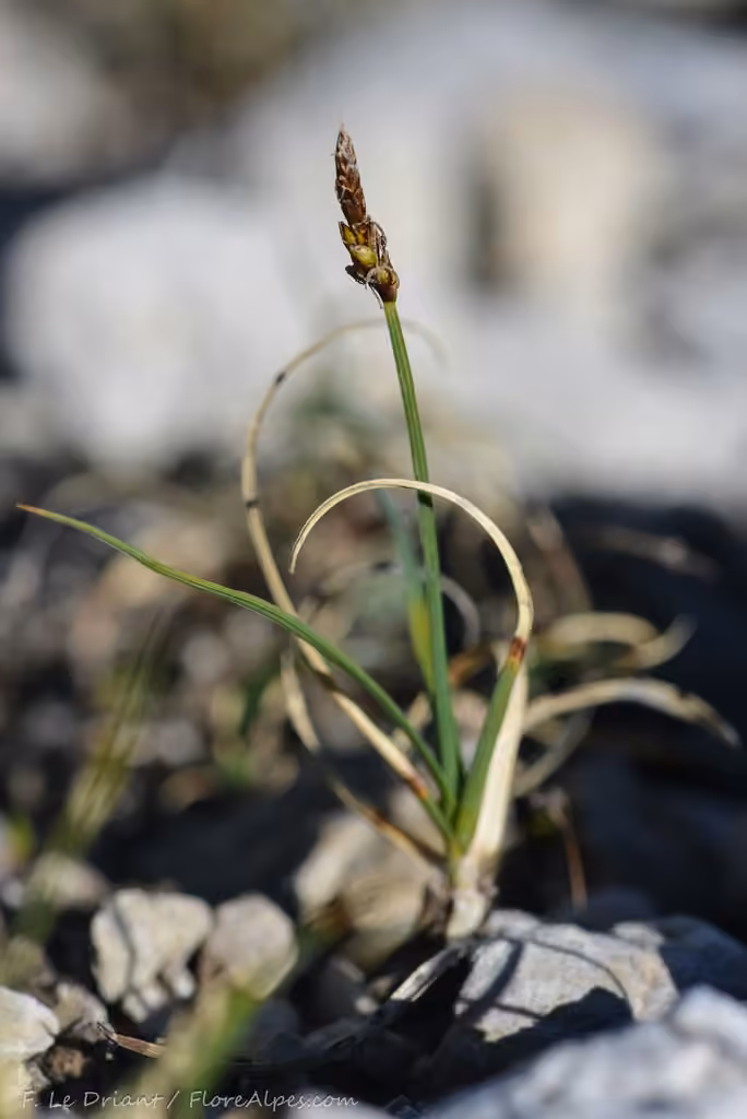 Carex des rochers, En fleurs