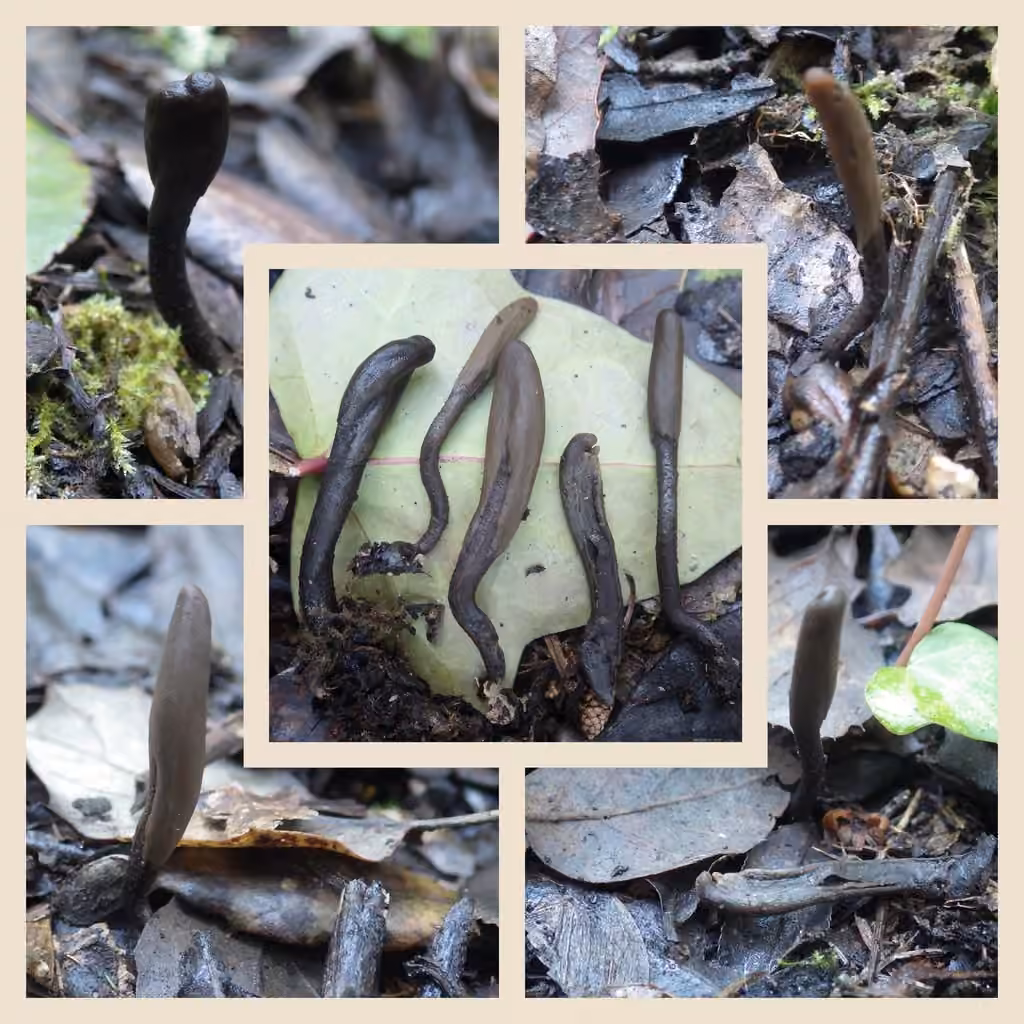 Dark-Purple Earthtongue, photo 2 of 5