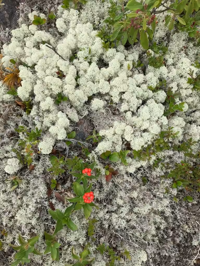 Cladonie étoilée, photo 2 sur 5