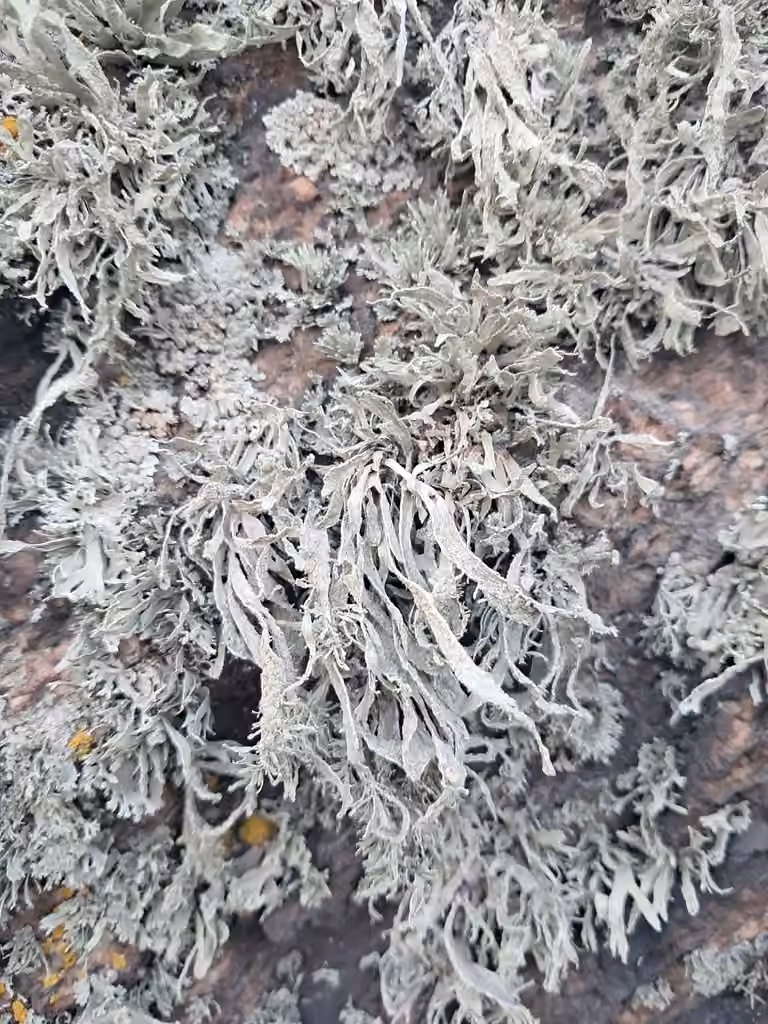 Ramaline polymorphe, photo 2 sur 5