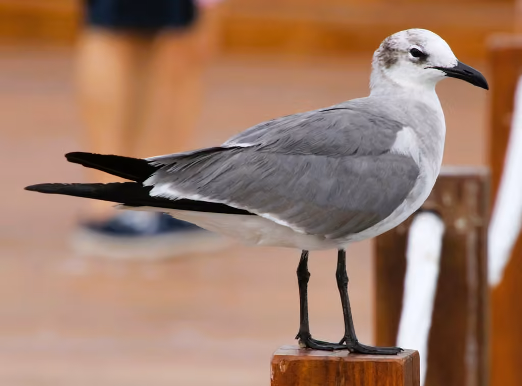 Laughing Gull, photo 3 of 5