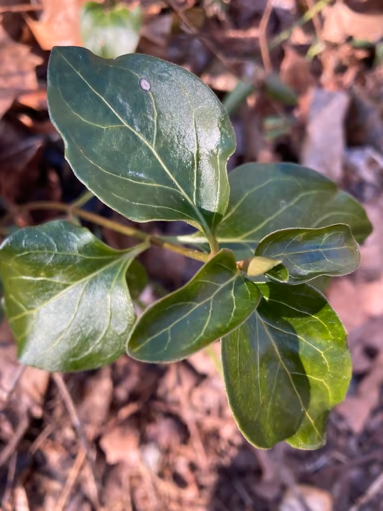 Greater periwinkle, No flowers or fruits