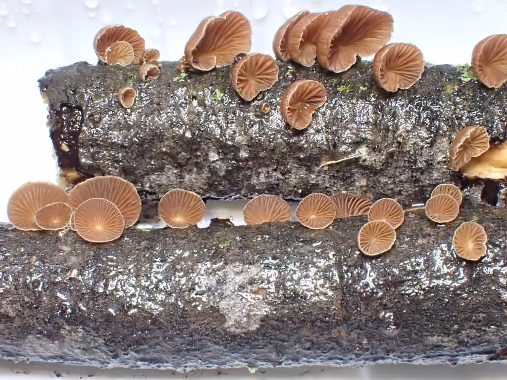 Panelle striée, photo 2 sur 5