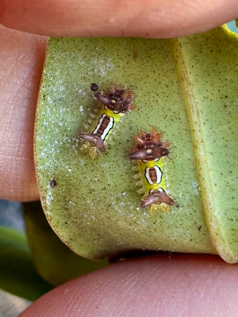 Saddleback Caterpillar Moth, Caterpillar