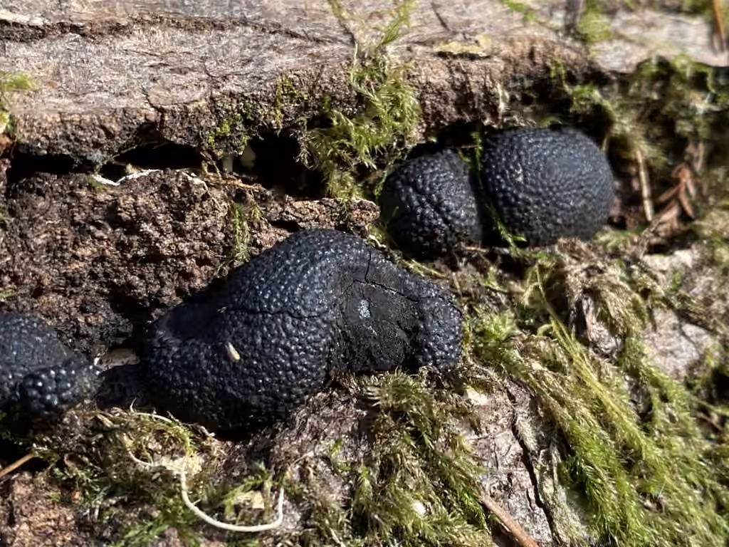 Cramp Balls, photo 2 sur 5
