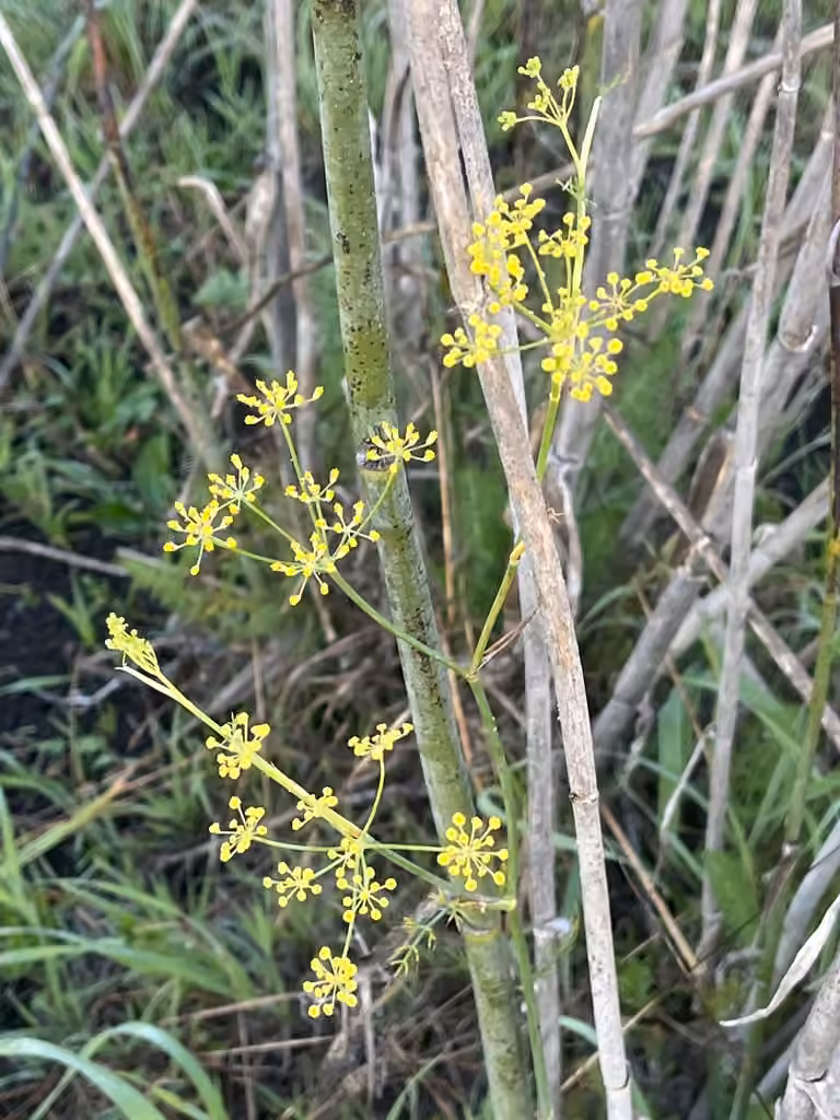 Sweet fennel, In flower