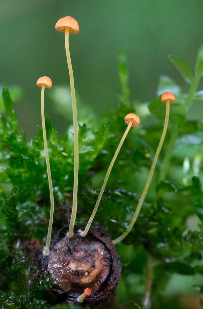 orange bonnet, photo 2 of 5
