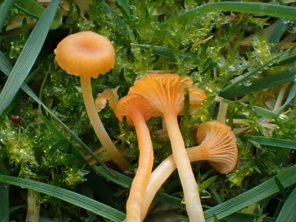 Orange Mosscap, photo 3 of 5