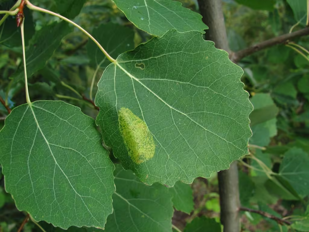 Aspen Leaf Blotch Miner