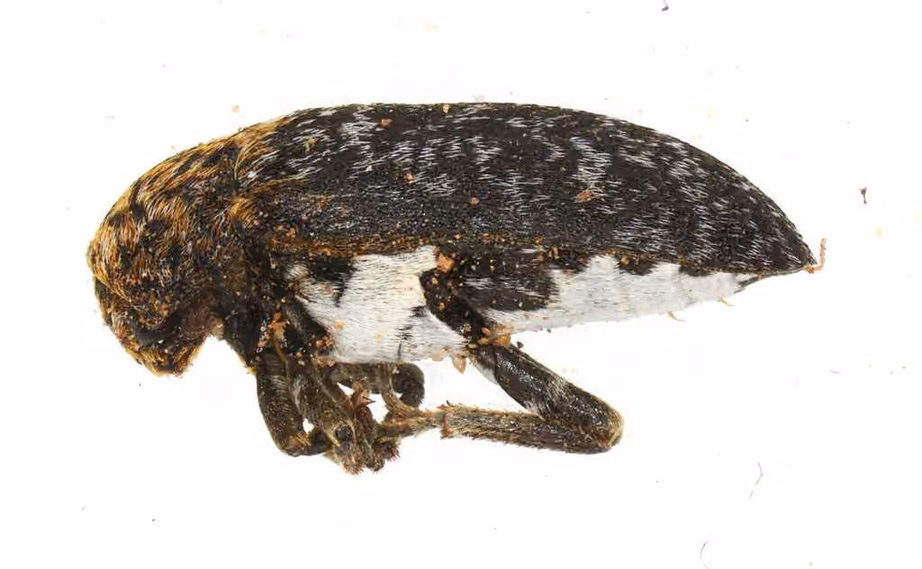 Wavy carpet beetle, photo 3 of 5