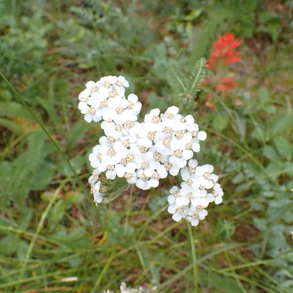 Boreal yarrow, In flower