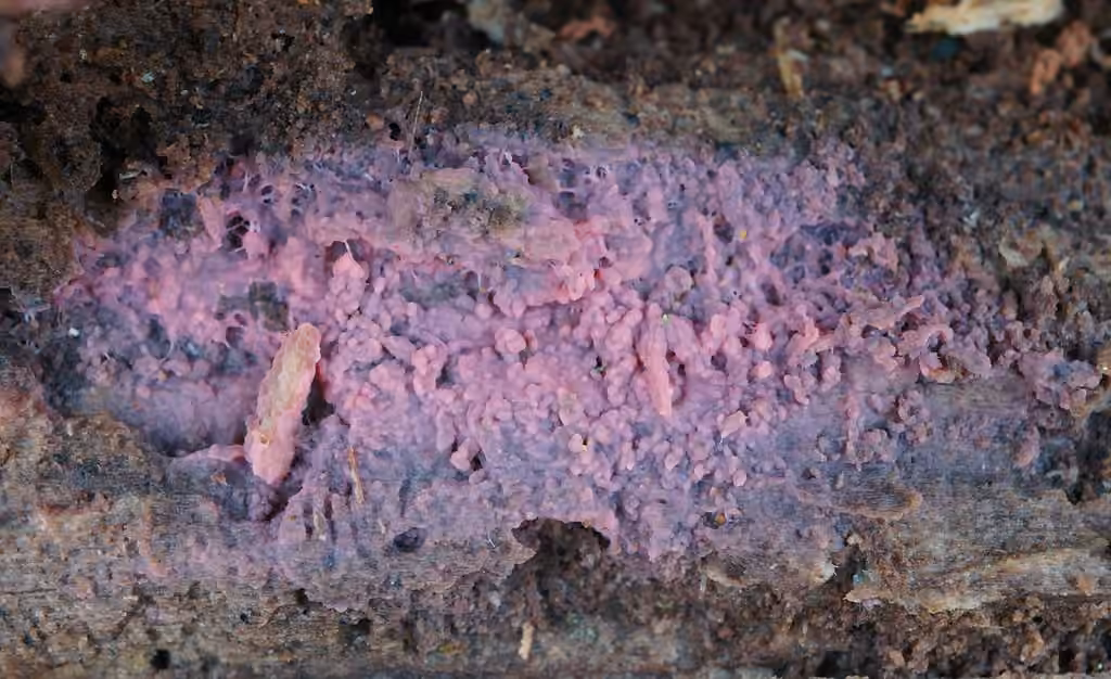 Tulasnella violea, photo 1 of 5