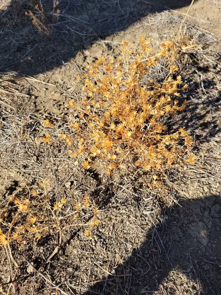Fetid dogweed, In fruit
