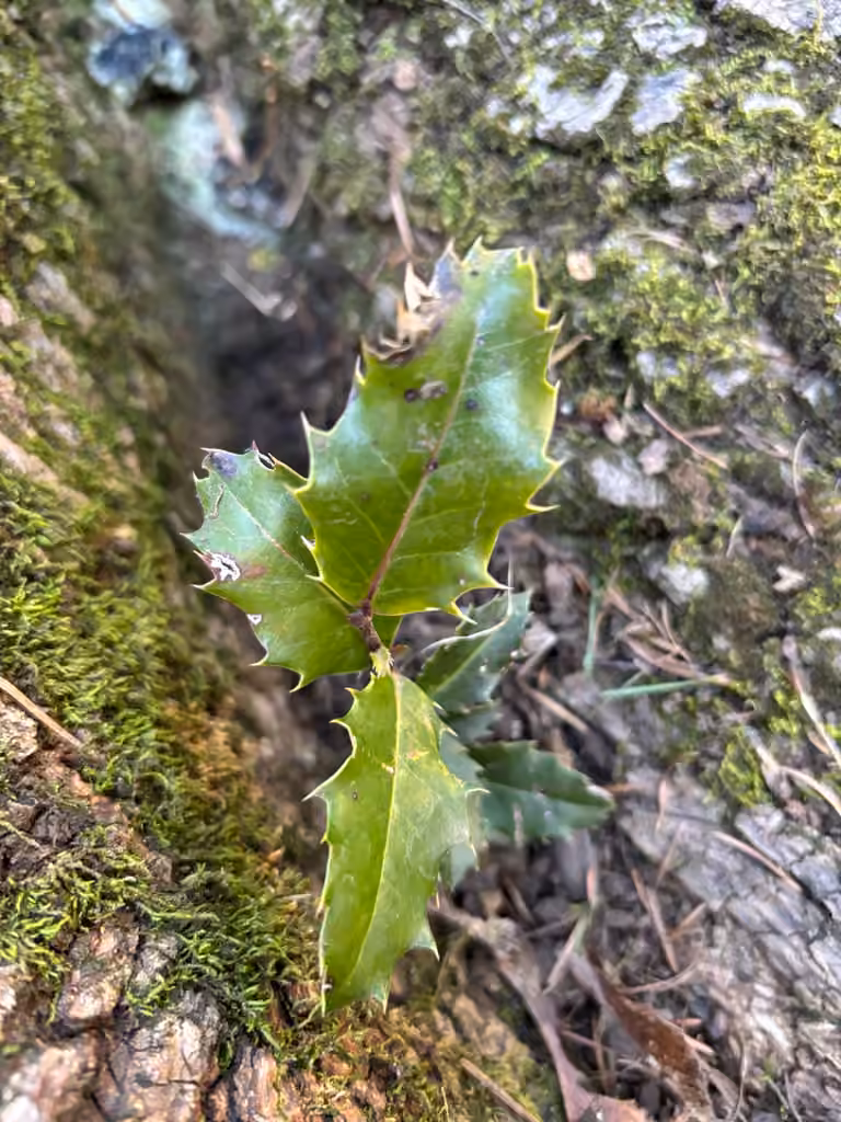 English holly, No flowers or fruits
