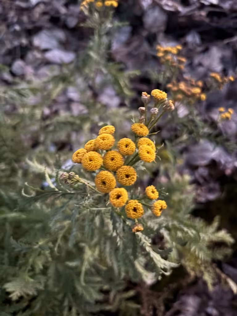 Tansy, In fruit