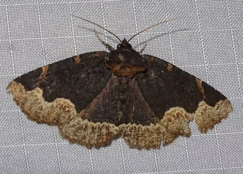 Horrid Zale Moth, photo 3 sur 5