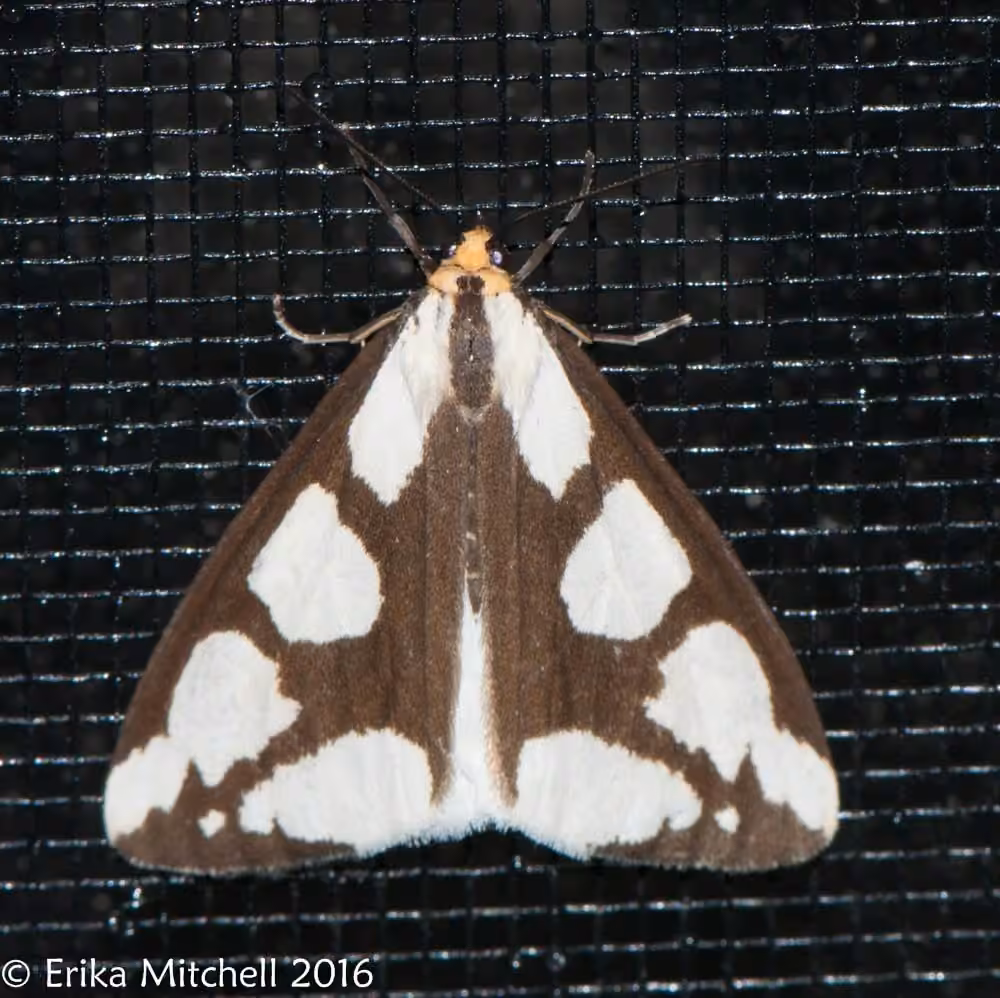 Leconte's Haploa Moth, photo 3 of 5