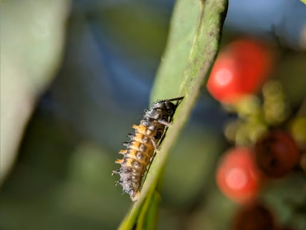 Coccinelle asiatique, Larve