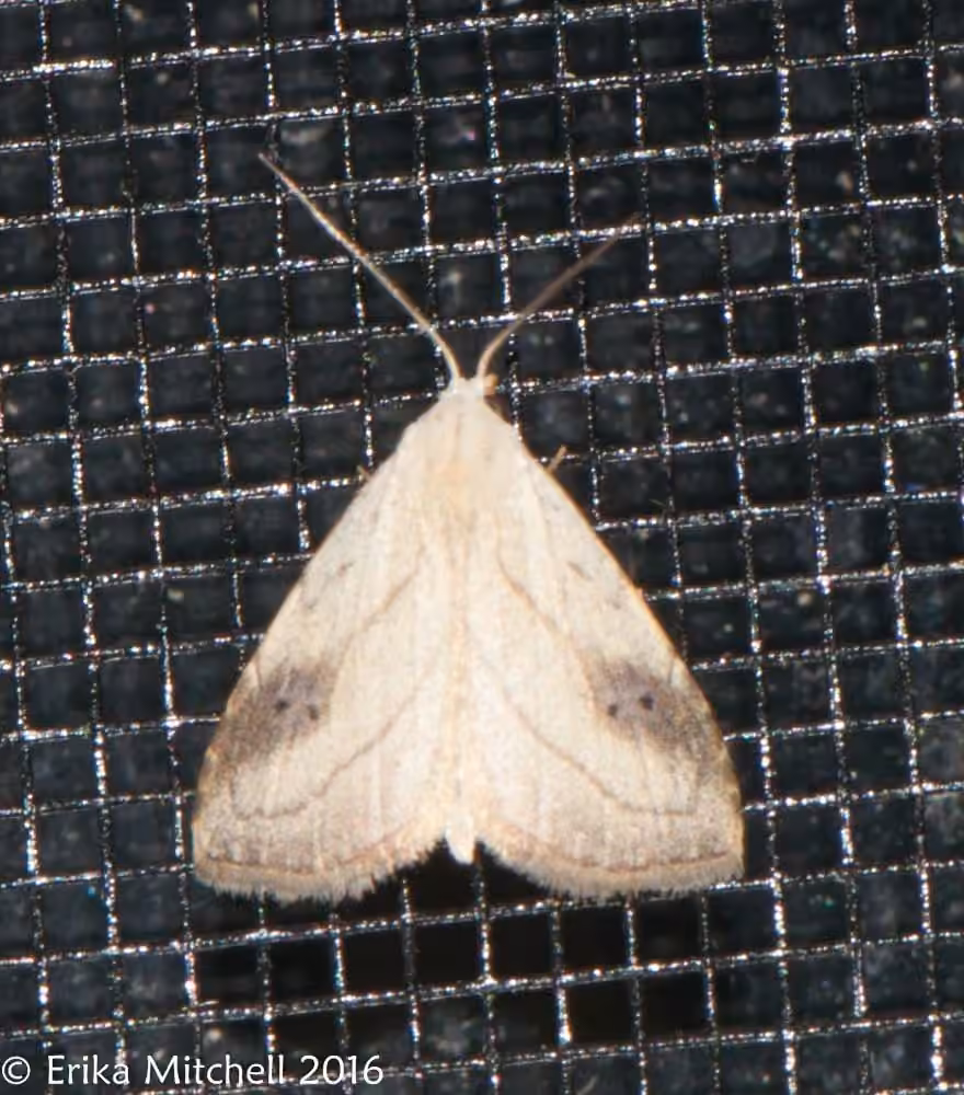 Spotted Grass Moth, photo 1 sur 5