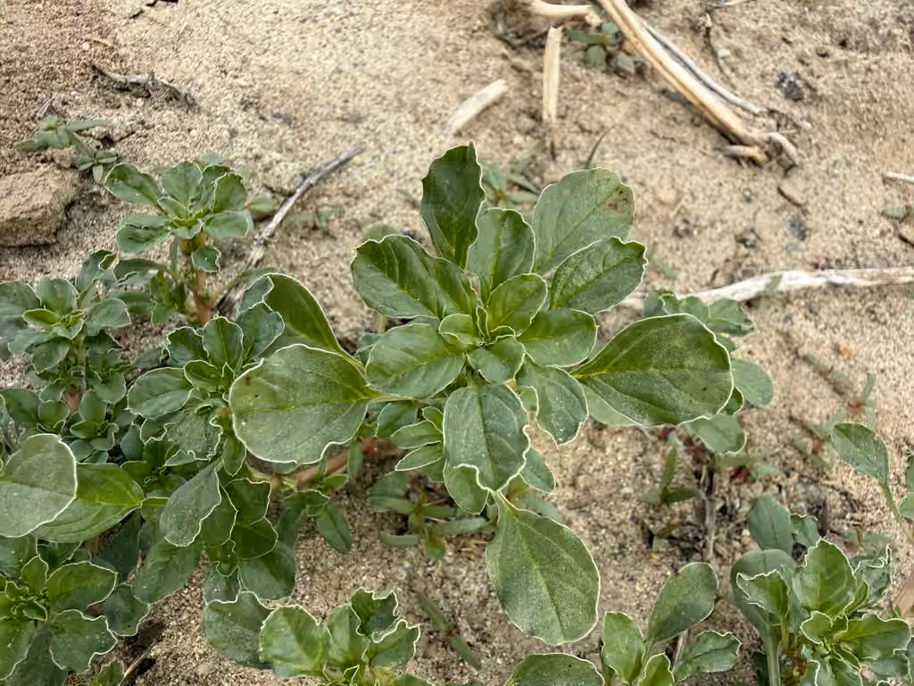 Mat amaranth, No flowers or fruits