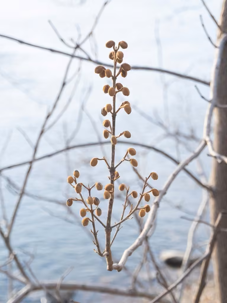 Princess tree, Flower buds