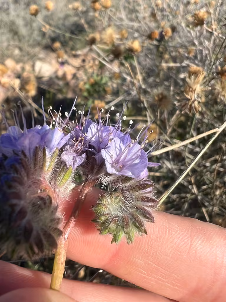 Fiddleneck, In fruit