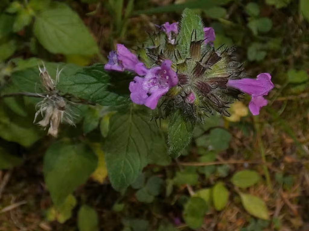 Wild basil, In fruit