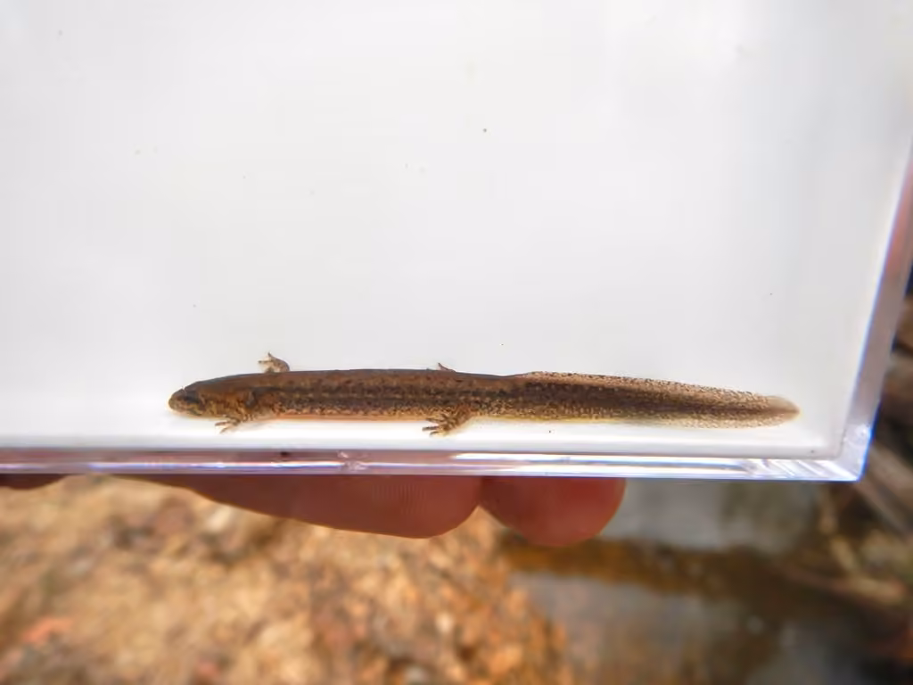 Salamandre à deux lignes, Larve