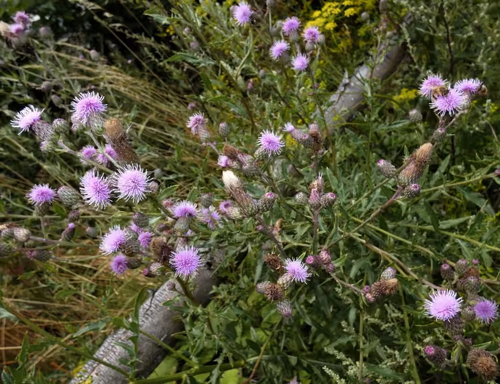 Creeping thistle, Flower buds