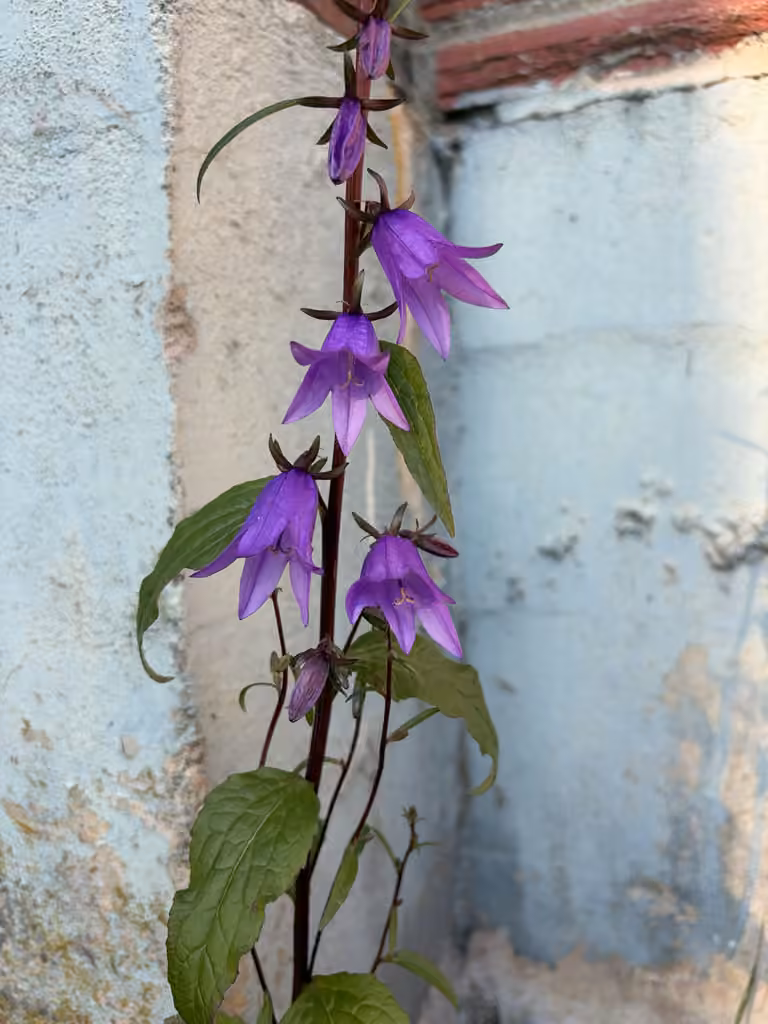 Rampion bellflower, In flower