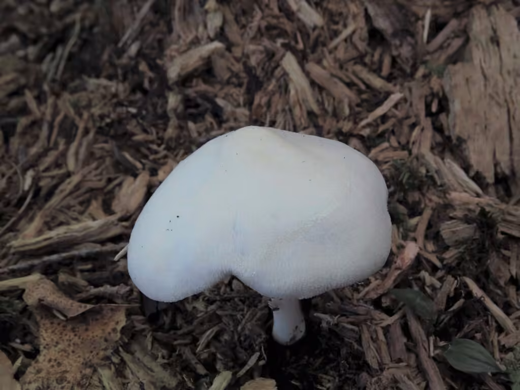 Plutée tomenteux, photo 2 sur 5