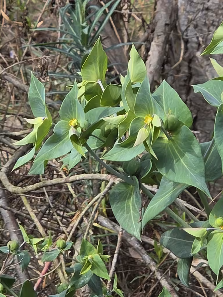 Euphorbe épurge, En fleurs