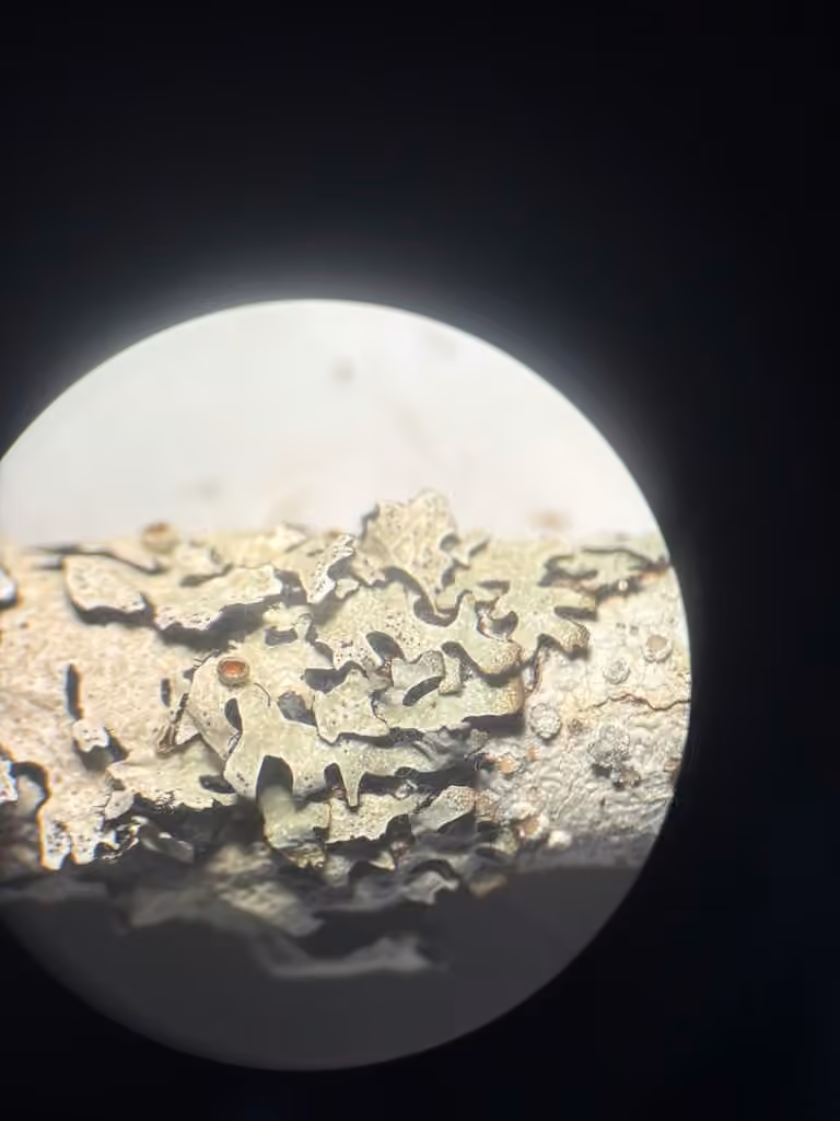 Shield lichen, photo 2 of 5