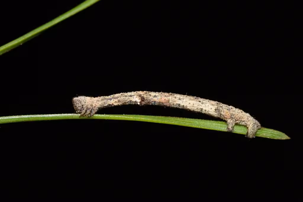 Porcelain Gray, Caterpillar