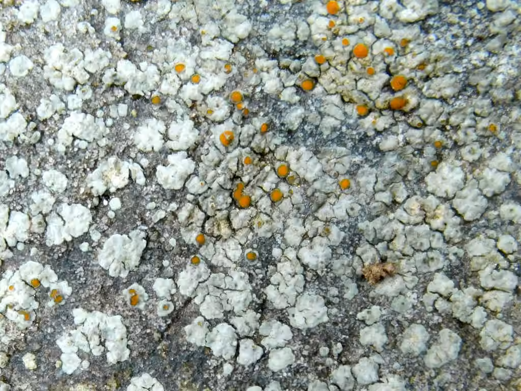 Caloplaque sidérite, photo 2 sur 5