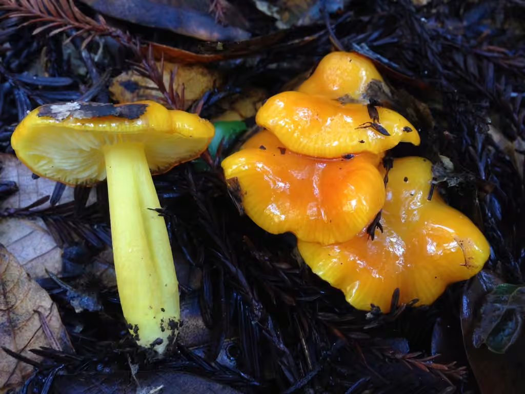 Golden Waxy Cap, photo 3 of 5
