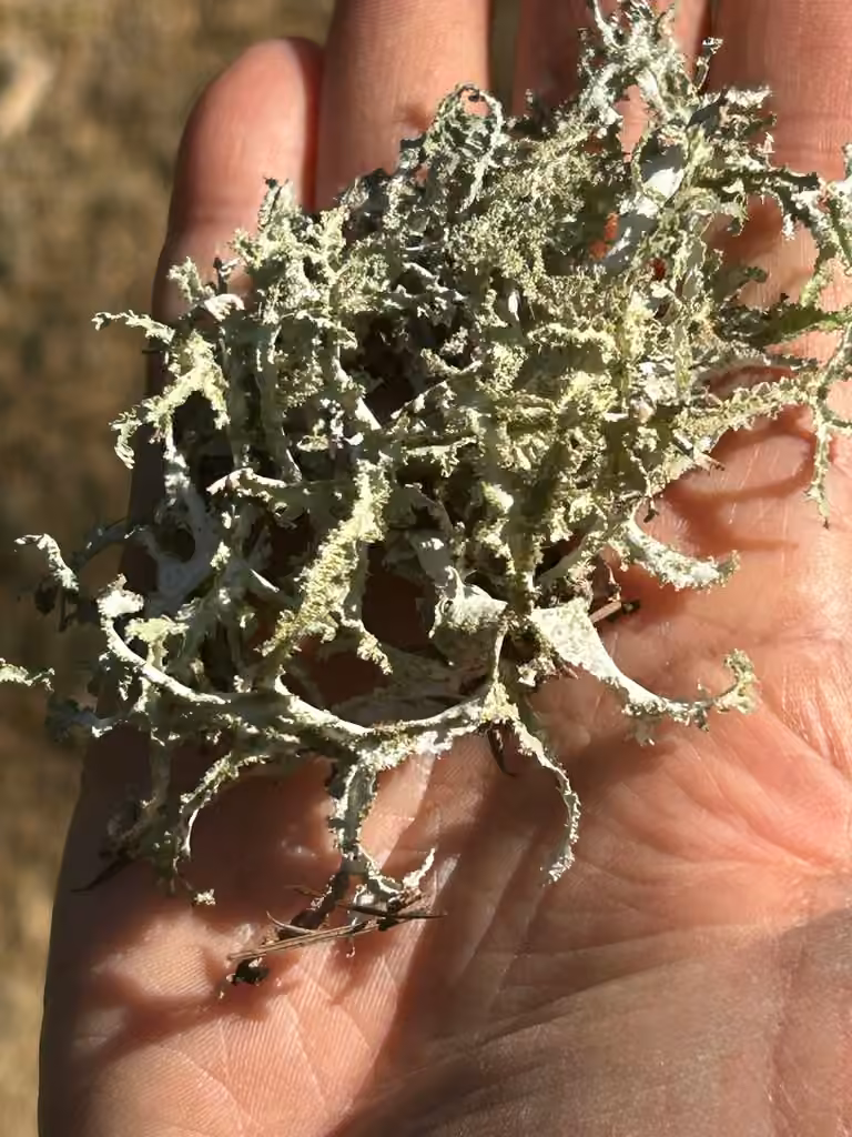 Herre's Ragged Lichen, photo 1 of 5
